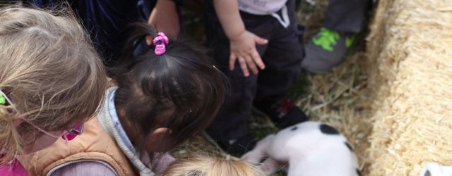 Davis Farmers Market celebrates pigs