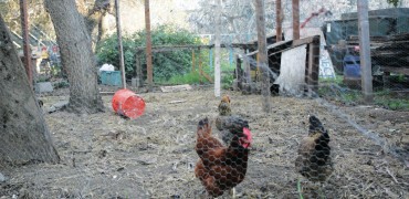 Tour de Cluck to celebrate chickens, bikes, local artists