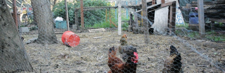 Tour de Cluck to celebrate chickens, bikes, local artists