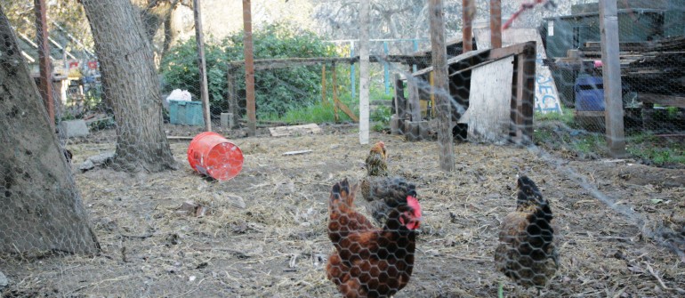 Tour de Cluck to celebrate chickens, bikes, local artists