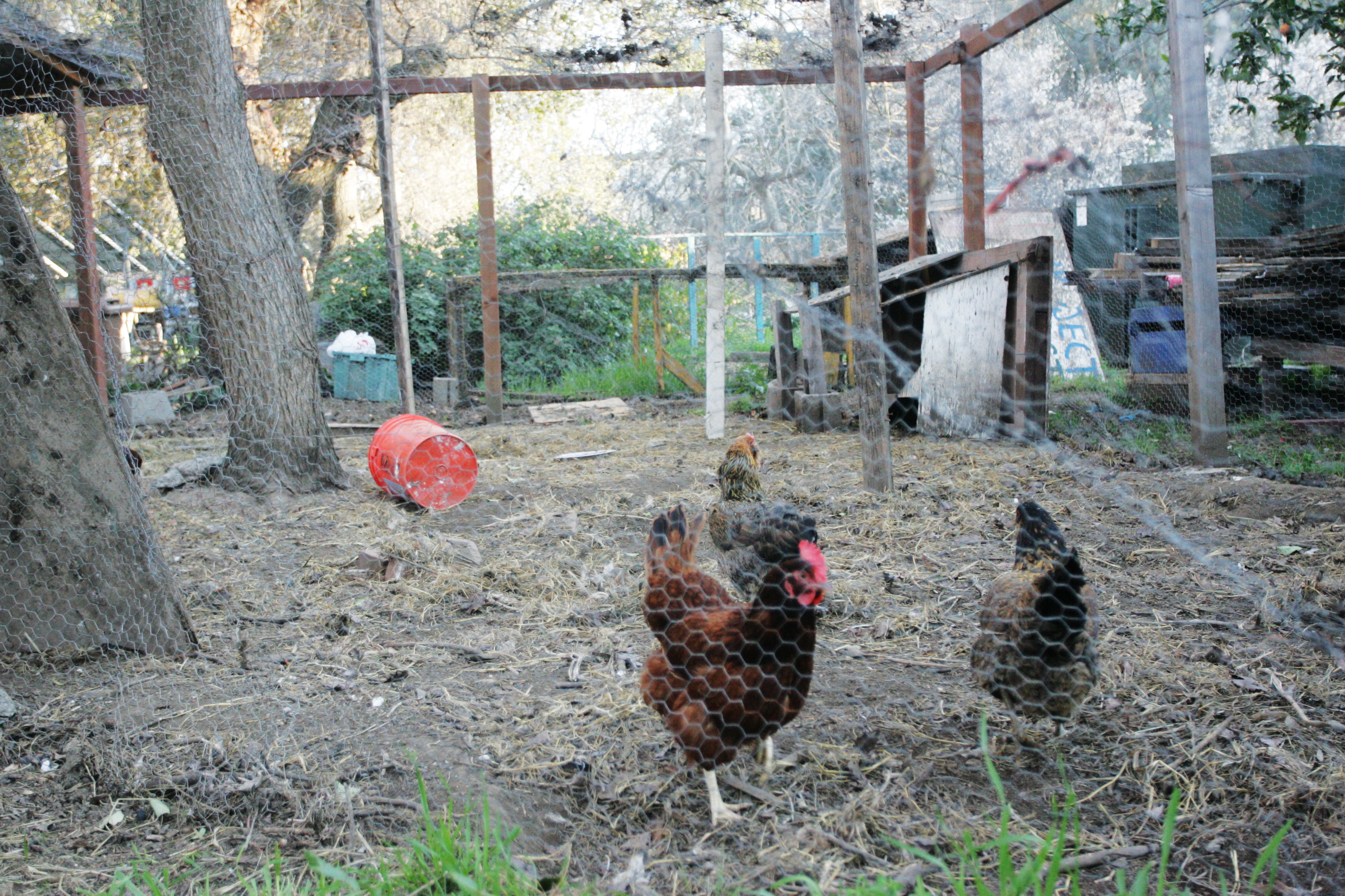 backyard chickens The Natural Poultry Farming Guide backyard chickens The Natural Poultry Farming Guide